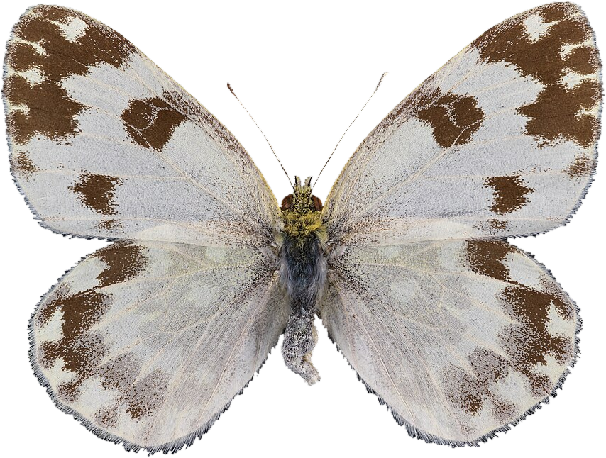 Bath White, Pontia daplidice — white wings with olive-brown chequered markings