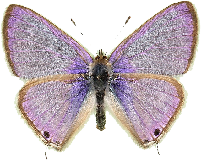 Long-tailed Blue, Lampides boeticus — violet-blue wings with slender tails and eye-spots