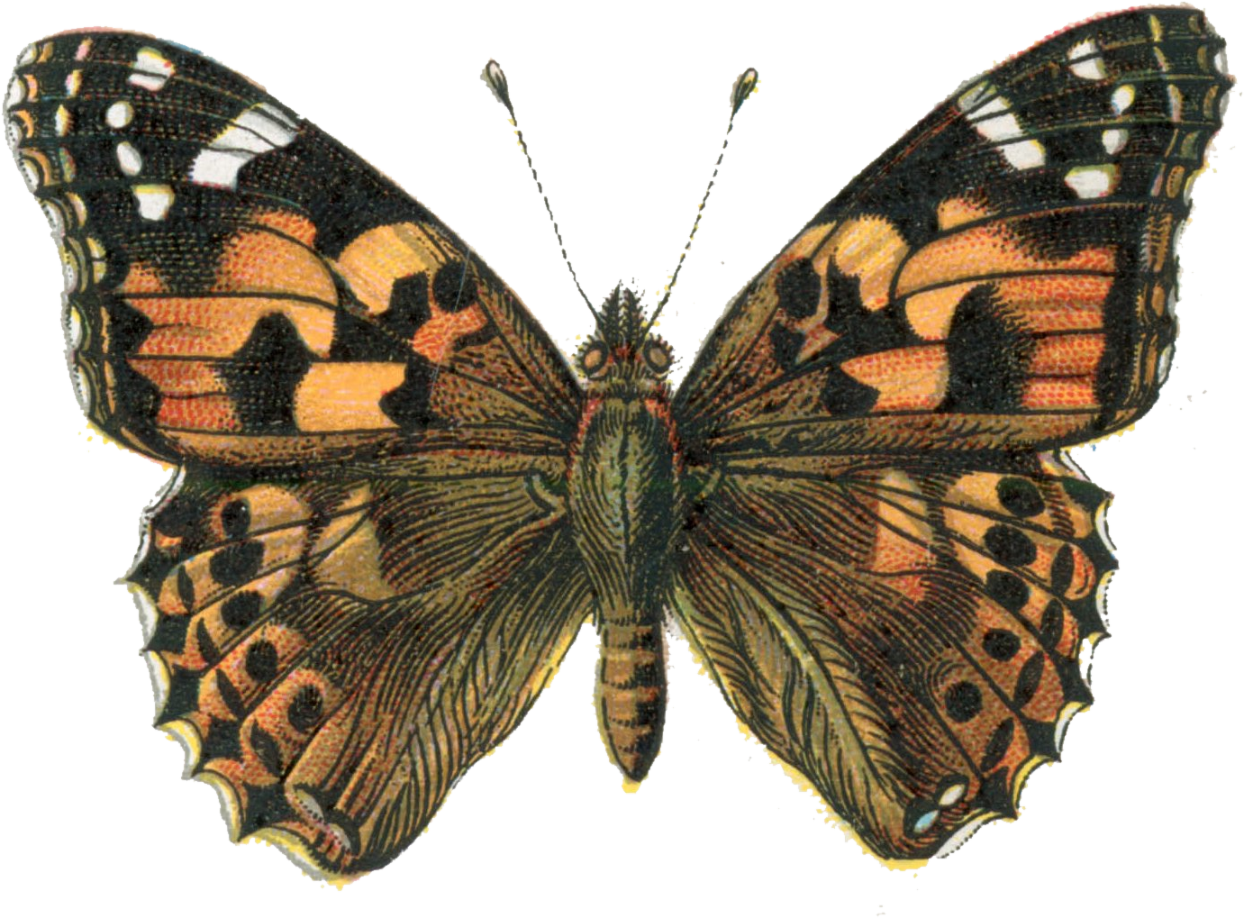 Painted Lady, Vanessa cardui — orange-brown wings with black-and-white tips