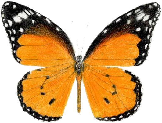 Plain Tiger, Danaus chrysippus — bold orange wings with black, white-spotted borders