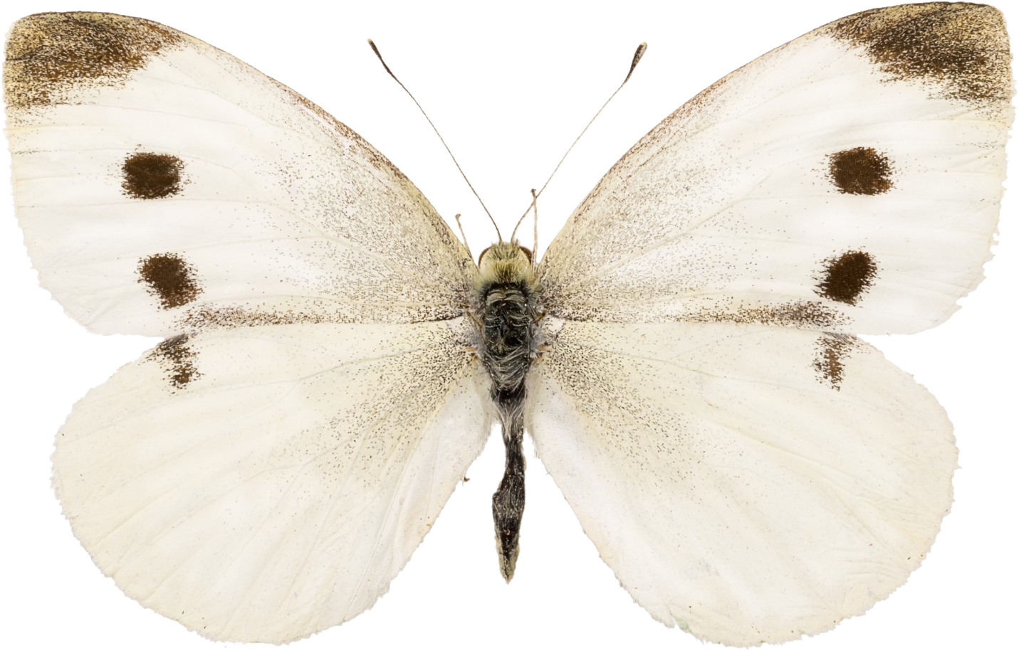 Small White, Pieris rapae — white wings with dark forewing tips and two black spots